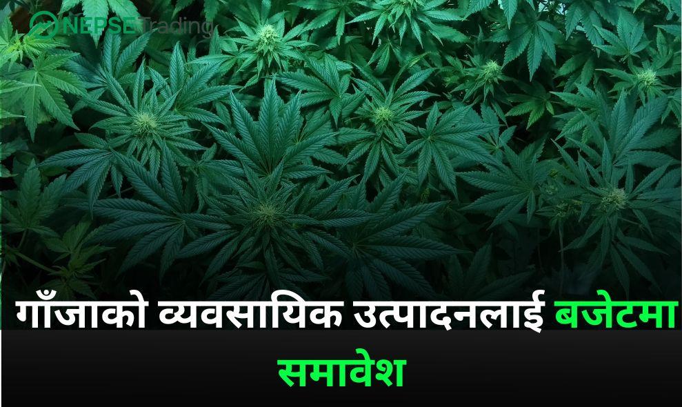 गाँजाको व्यवसायिक उत्पादनलाई बजेटमा समावेश 