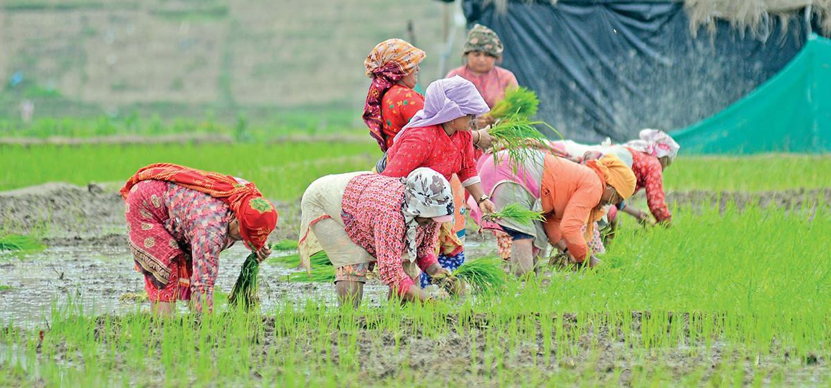 देशभर २३ लाख ८० हजार किसान सूचीकृत, चार वर्गमा वर्गीकरण गरिँदै